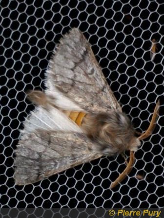 Thaumetopoea pityocampa D&S