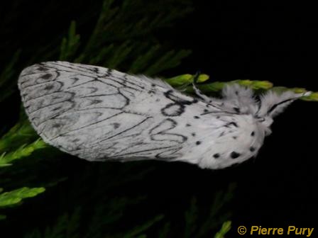 Cerura erminea Esp