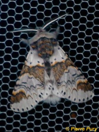 Furcula bicuspis Bkh