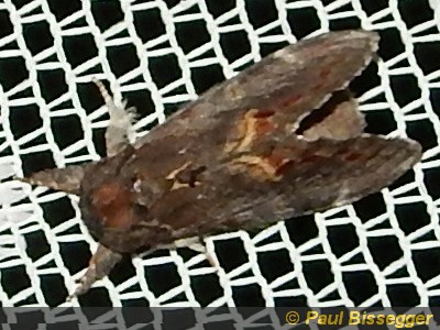 Notodonta dromedarius L