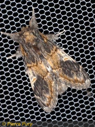 Notodonta tritophus D&S