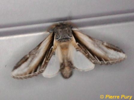 Pheosia tremula Cl