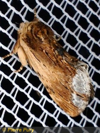 Ptilodon cucullina D&S