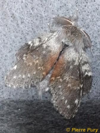 Stauropus fagi L