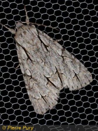 Acronicta psi L