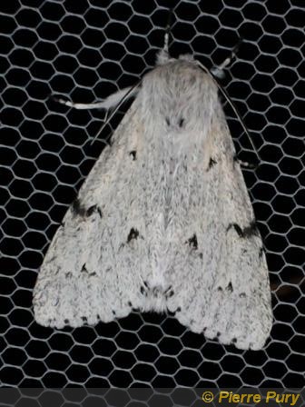 Acronicta leporina L