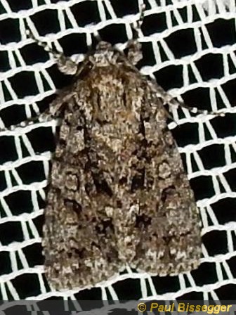 Acronicta rumicis L