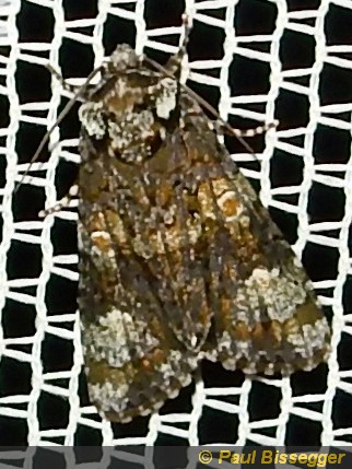 Craniophora ligustri D&S