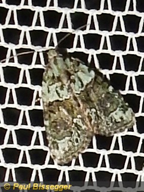 Cryphia algae F