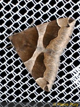 Dysgonia algira L
