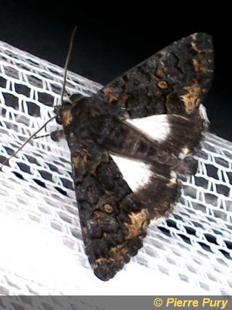 Catephia alchymista D&S
