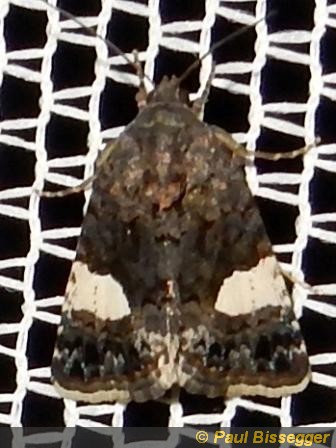 Tyta luctuosa D&S