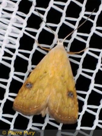 Rivula sericealis Scop
