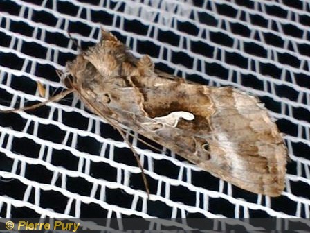 Autographa gamma L