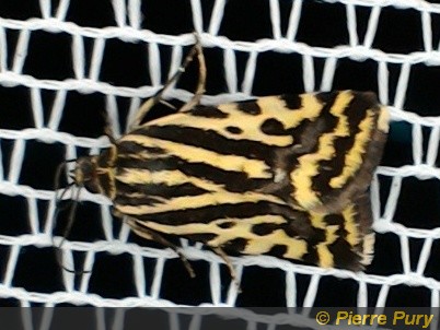 Emmelia trabealis Scop