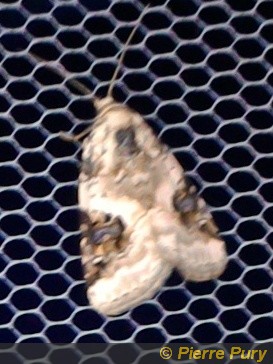 Pseudeustrotia candidula D&S