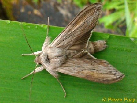 Cucullia sp