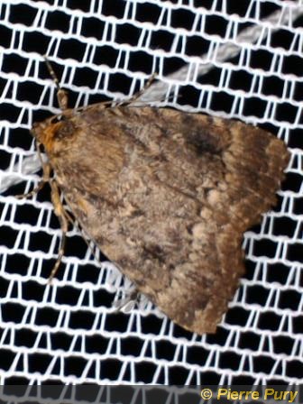 Amphipyra pyramidea L