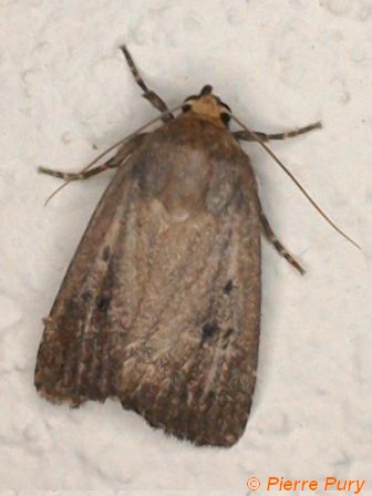 Amphipyra tragopoginis Cl