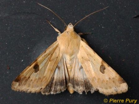 Heliothis peltigera D&S