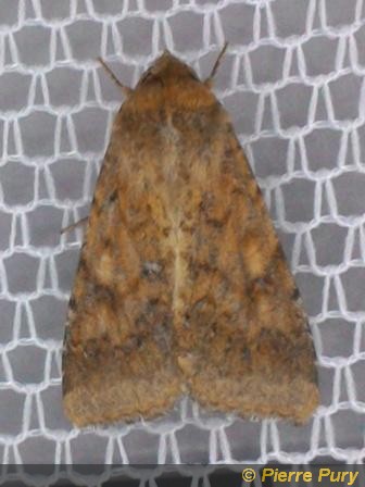 Heliothis armigera Hbn