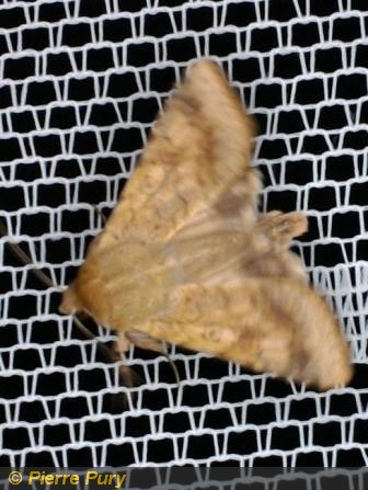 Heliothis armigera Hbn