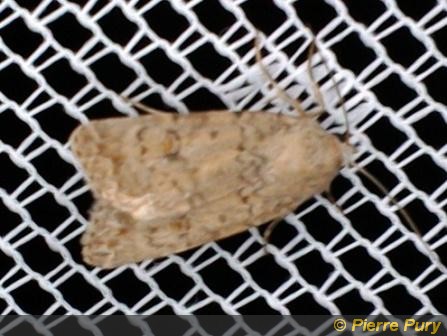 Paradrina clavipalpis Scop
