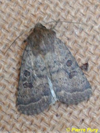 Hoplodrina octogenaria Goez