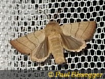 Charanyca trigrammica Hfn