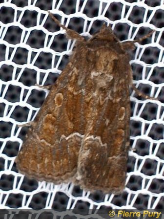 Talpophila matura Hufn