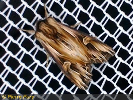 Actinotia polyodon Cl