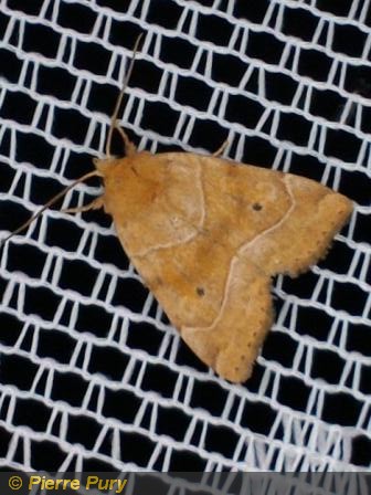 Cosmia trapezina L