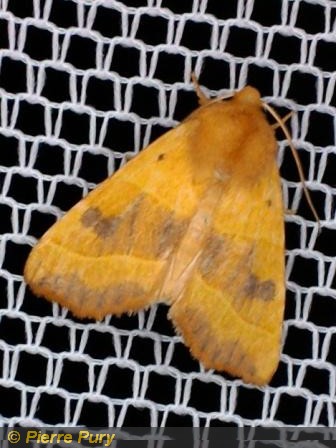 Atethmia centrago Haw