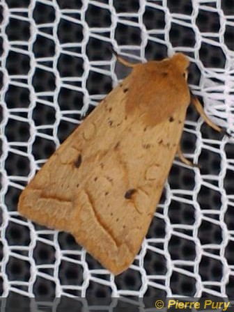 Agrochola macilenta Hbn