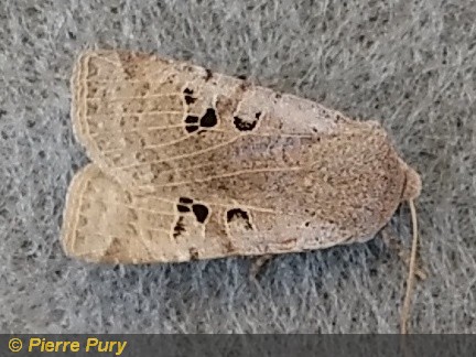 Conistra rubiginosa Scop