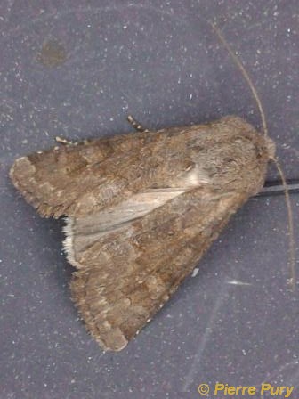Ammoconia caecimacula D&S