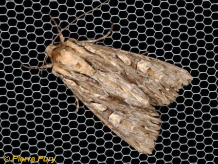 Apamea monoglypha Hufn