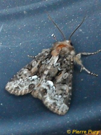 Oligia strigilis L
