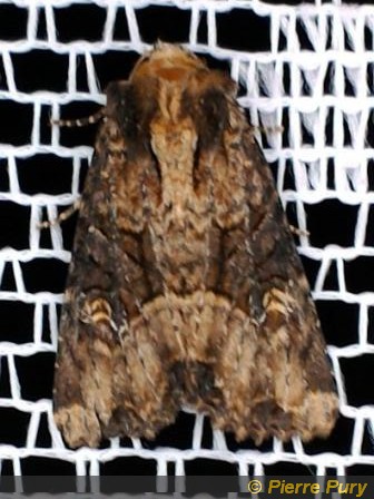 Mesapamea sp (Heinicke)