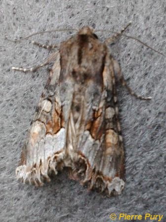 Lacanobia w-latinum Hfn