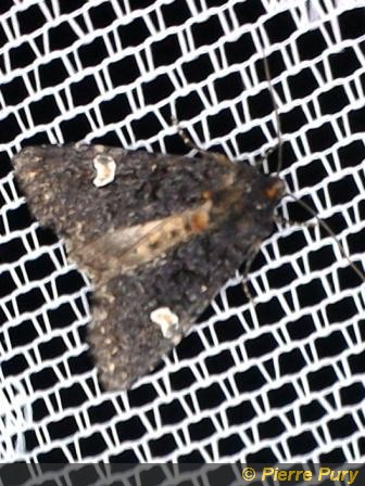 Melanchra persicariae L