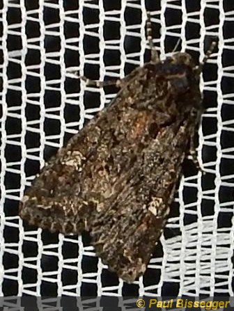 Mamestra brassicae L