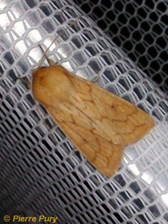 Mythimna vitellina Hbn
