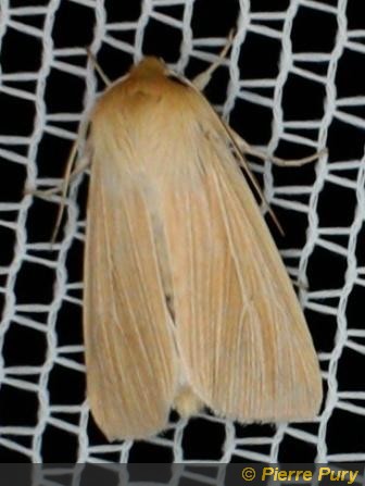 Mythimna pallens L