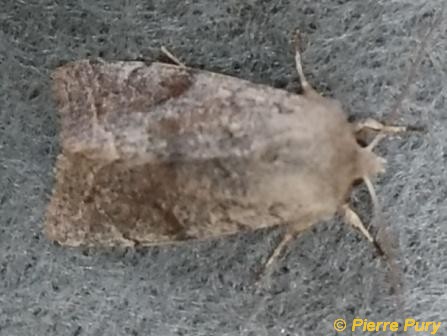 Orthosia incerta Hfn