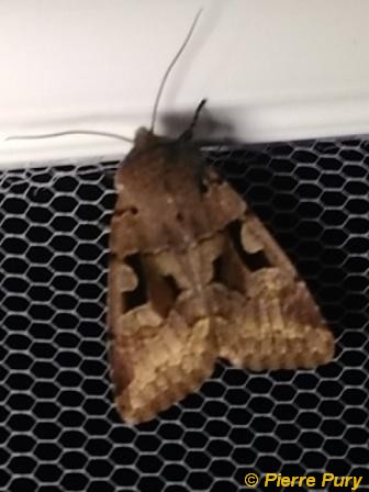 Orthosia gothica L