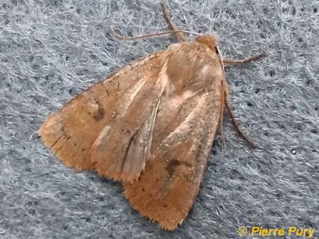 Orthosia cruda D&S