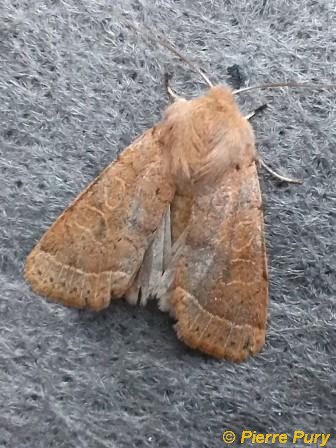 Orthosia cerasi F