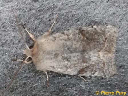 Orthosia munda D&S