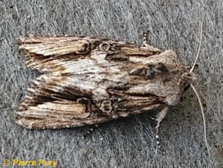 Egira conspicillaris L